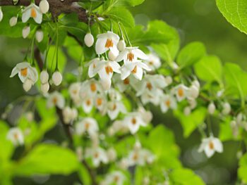 Blüten des Storaxbaums