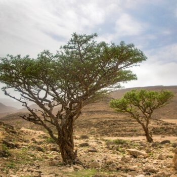 Weihrauch Bäume Oman