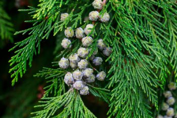 Thuja Räucherwerk Gebirgsrauch